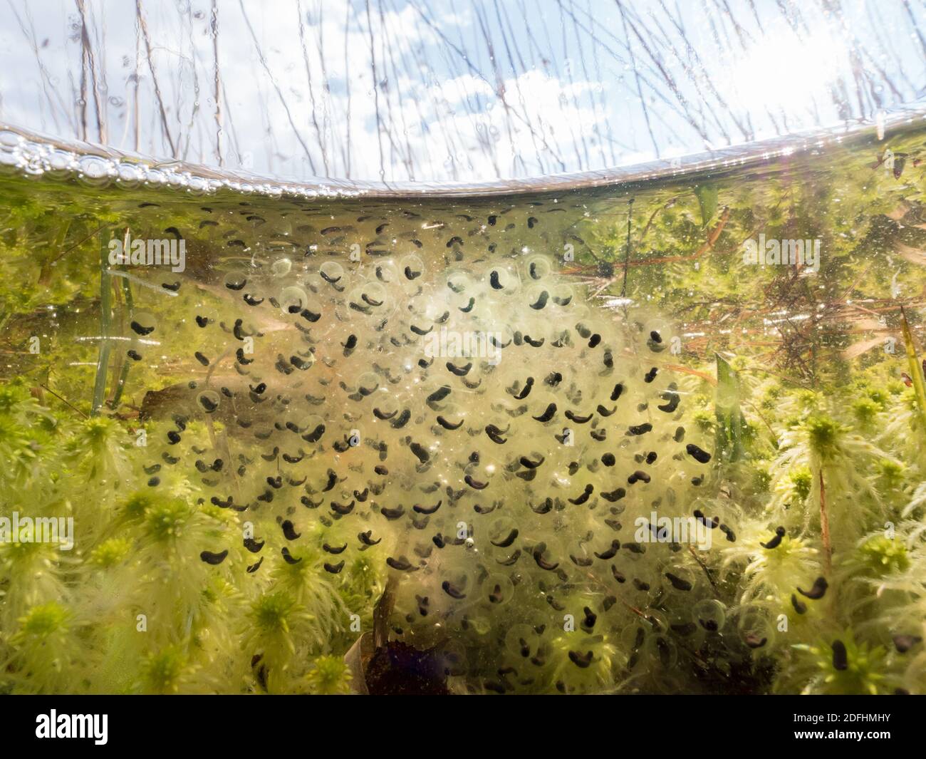 Moor frog eggs underwater Stock Photo
