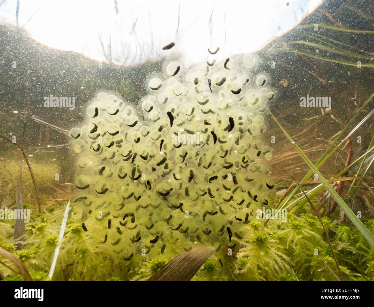 Moor frog eggs underwater Stock Photo