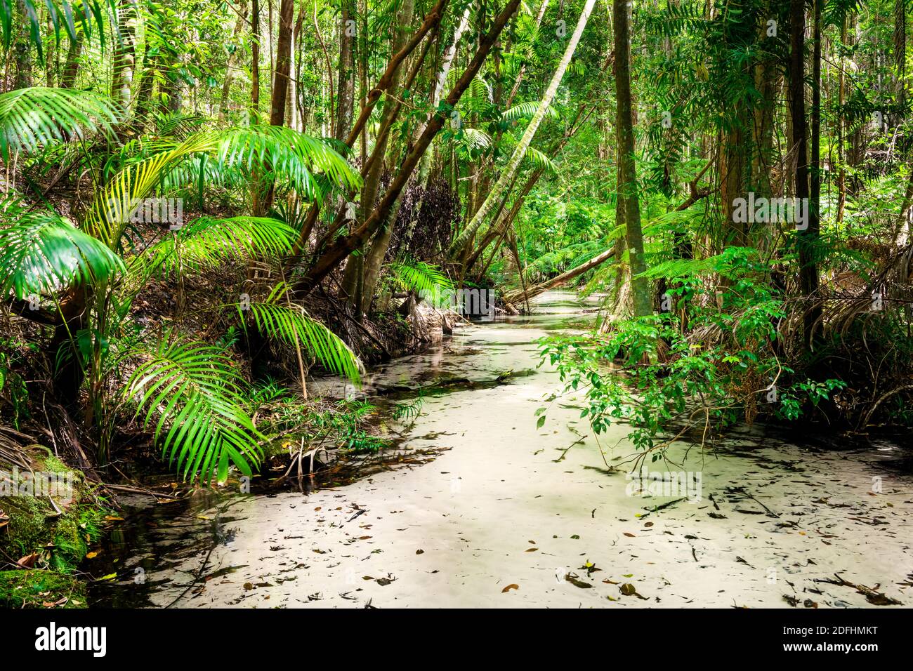 Crystal clear water of Wanggoolba Creek on Fraser Island. Stock Photo