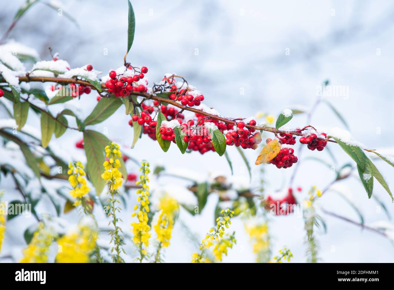Winter garden colour with flowers and berries - mahonia and cotoneaster covered in snow - UK Stock Photo