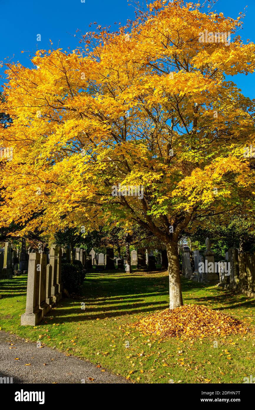 Springbank Cemetary, Aberdeen, 8th October 2020. Japanese  Maple tree in Springbank Cemetary. Stock Photo
