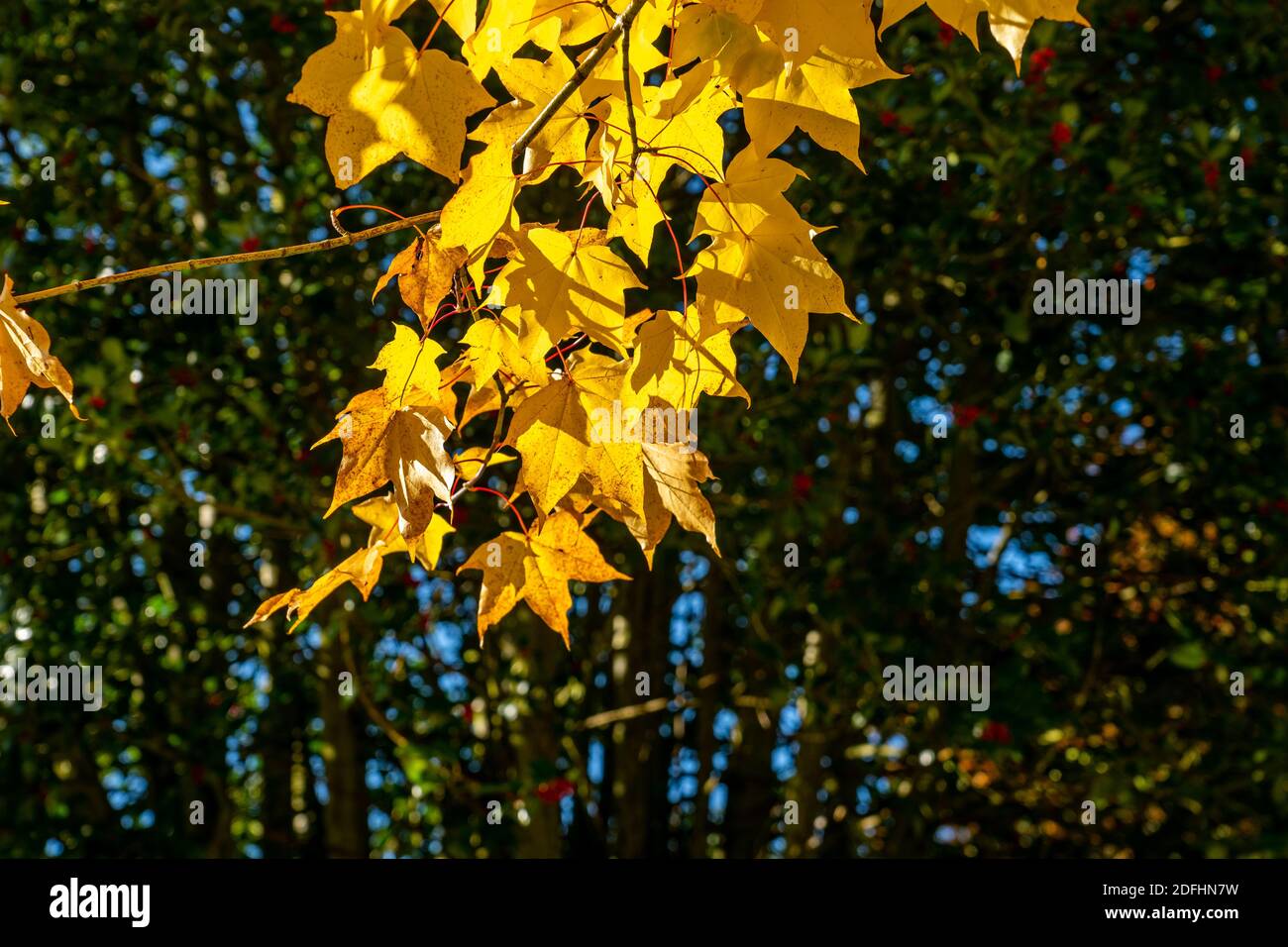 Japanese Maple tree backlit in autumn. Stock Photo