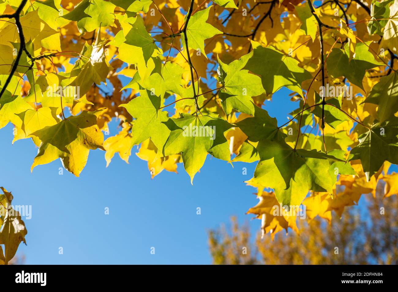 Japanese Maple tree backlit in autumn. Stock Photo
