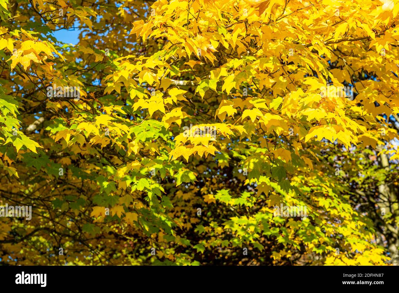 japanese-maple-tree-stock-photo-alamy