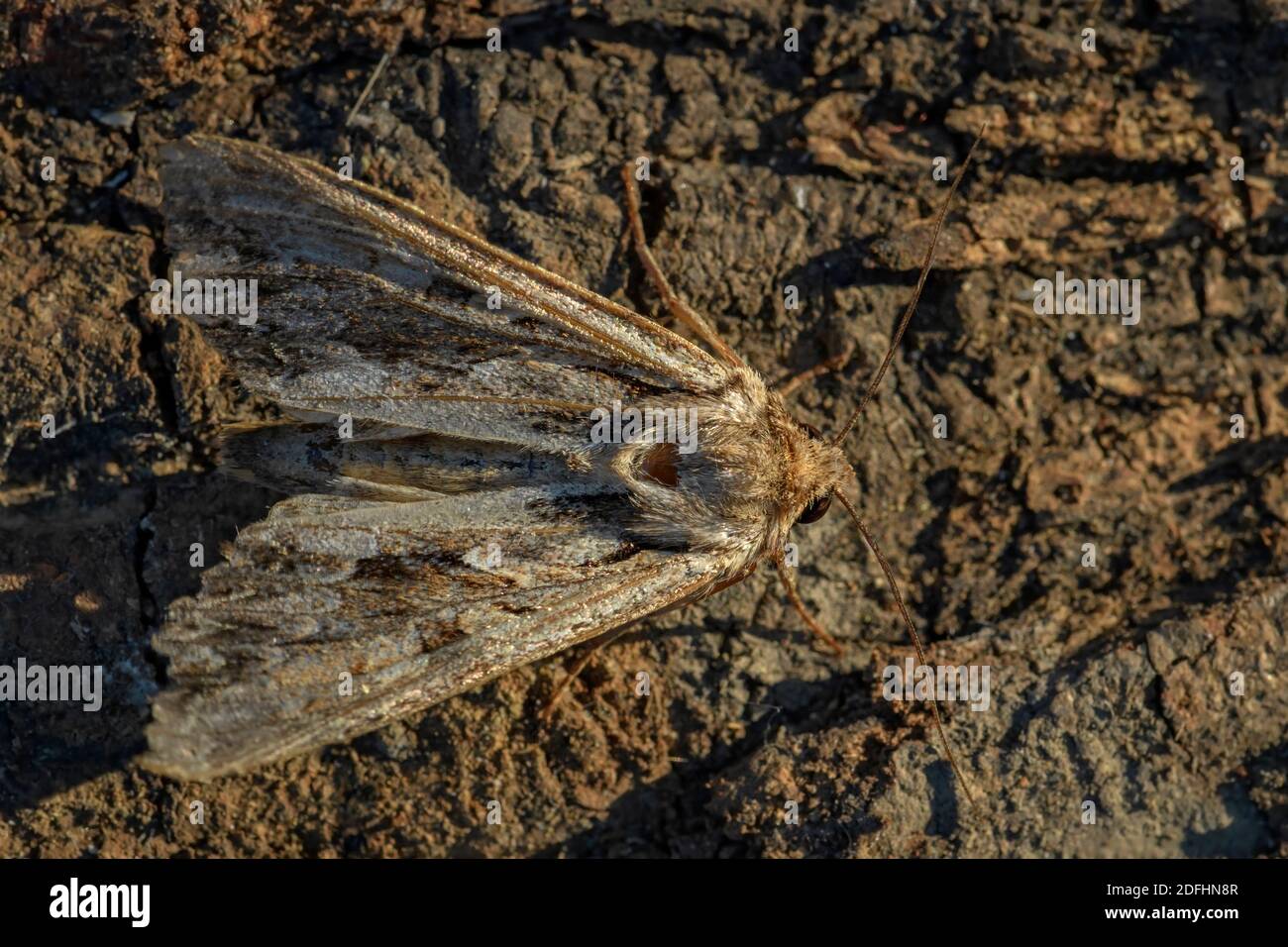 Dark Arches moth - Apamea monoglypha, beautiful brown moth from European meadows and woodlands, Zlin, Czech Republic. Stock Photo