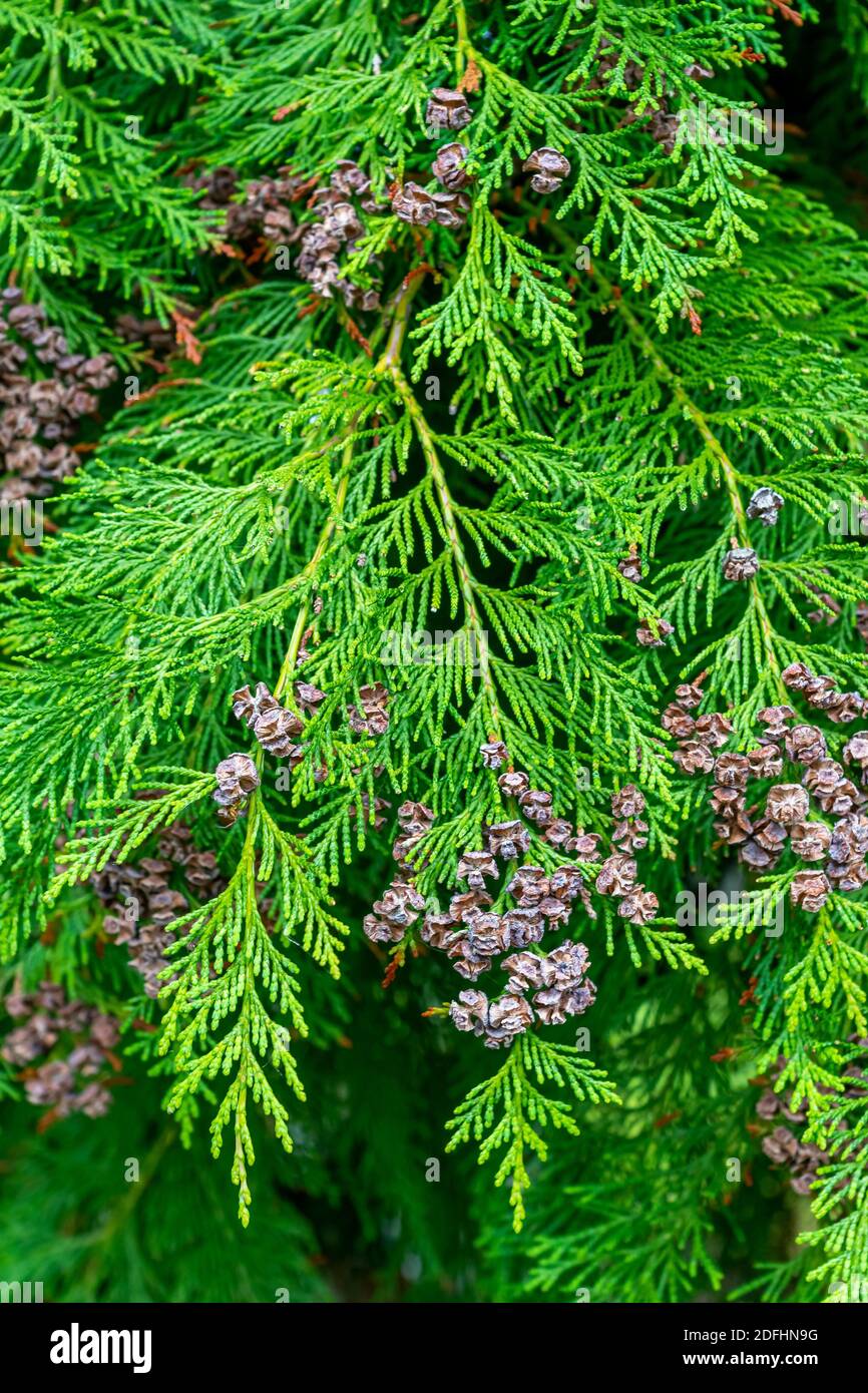 Cypress tree leaves hi-res stock photography and images - Alamy