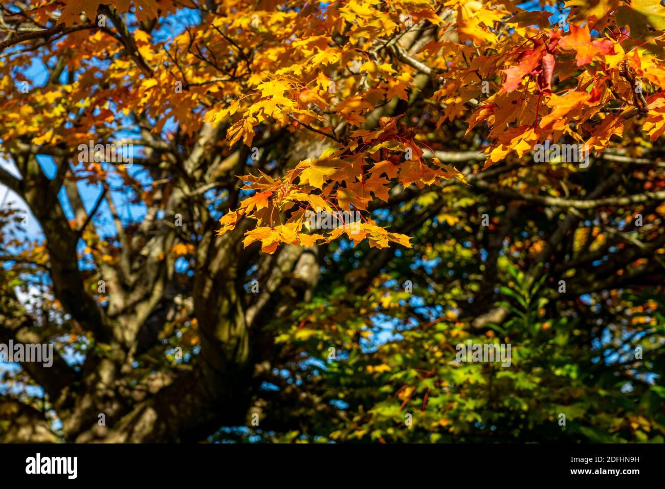 Norwegian Maple tree in autumn Stock Photo - Alamy