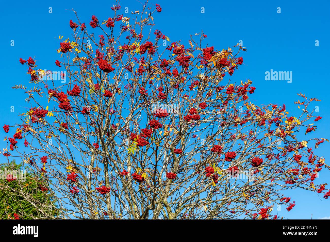 Berries set hi-res stock photography and images - Alamy