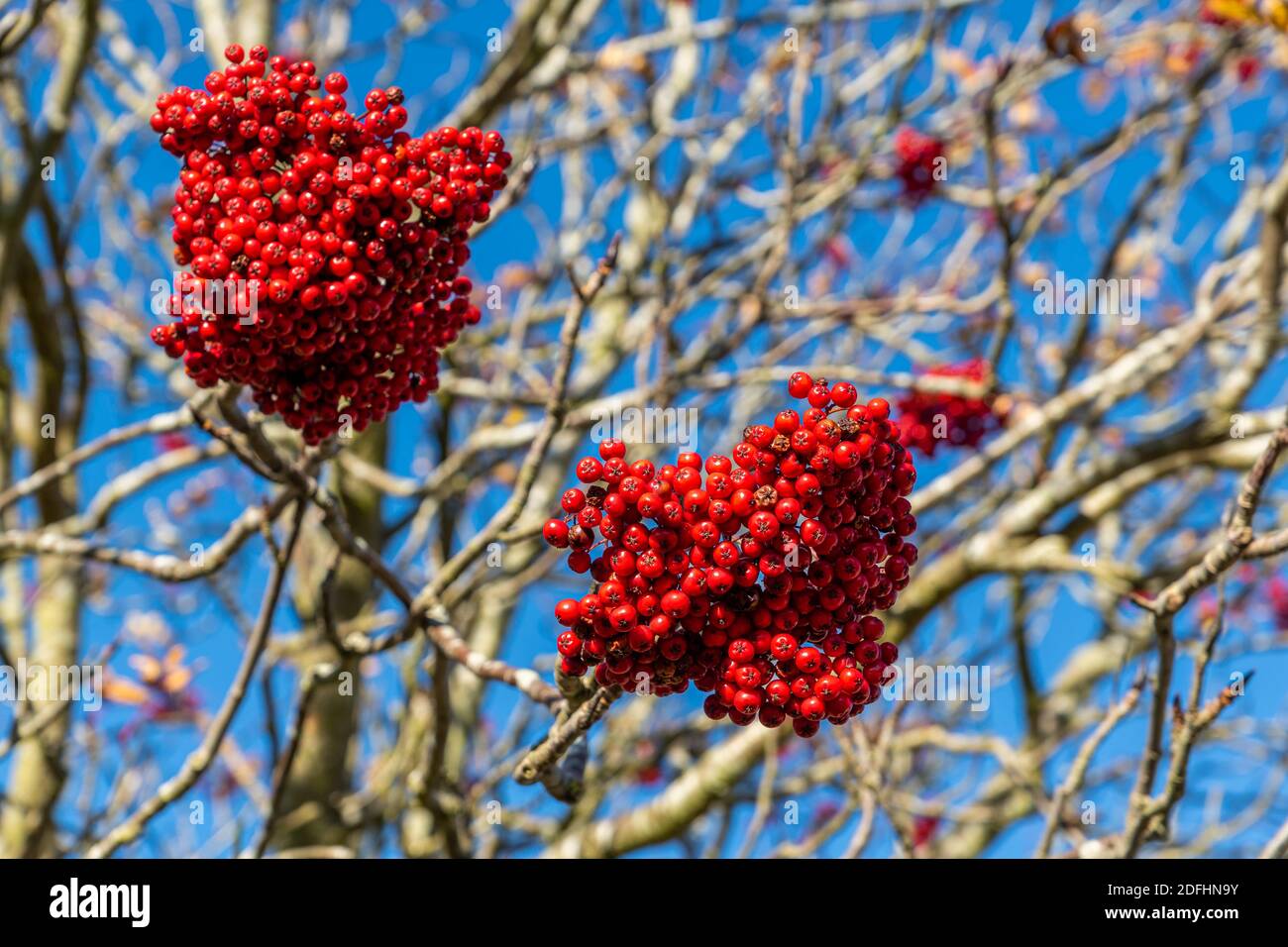 Berries set hi-res stock photography and images - Alamy