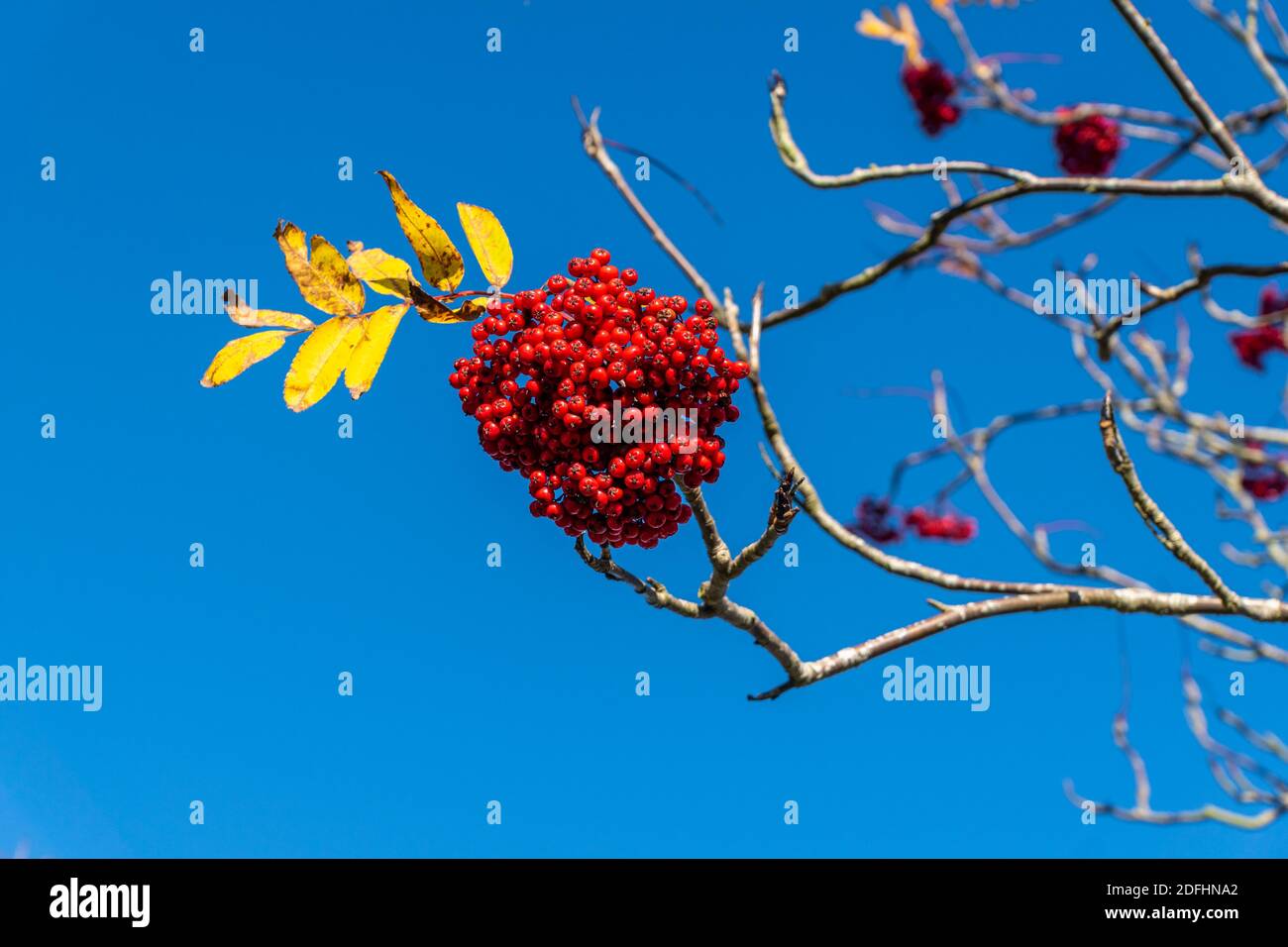 Berries of rowan with leaves and sky hi-res stock photography and ...