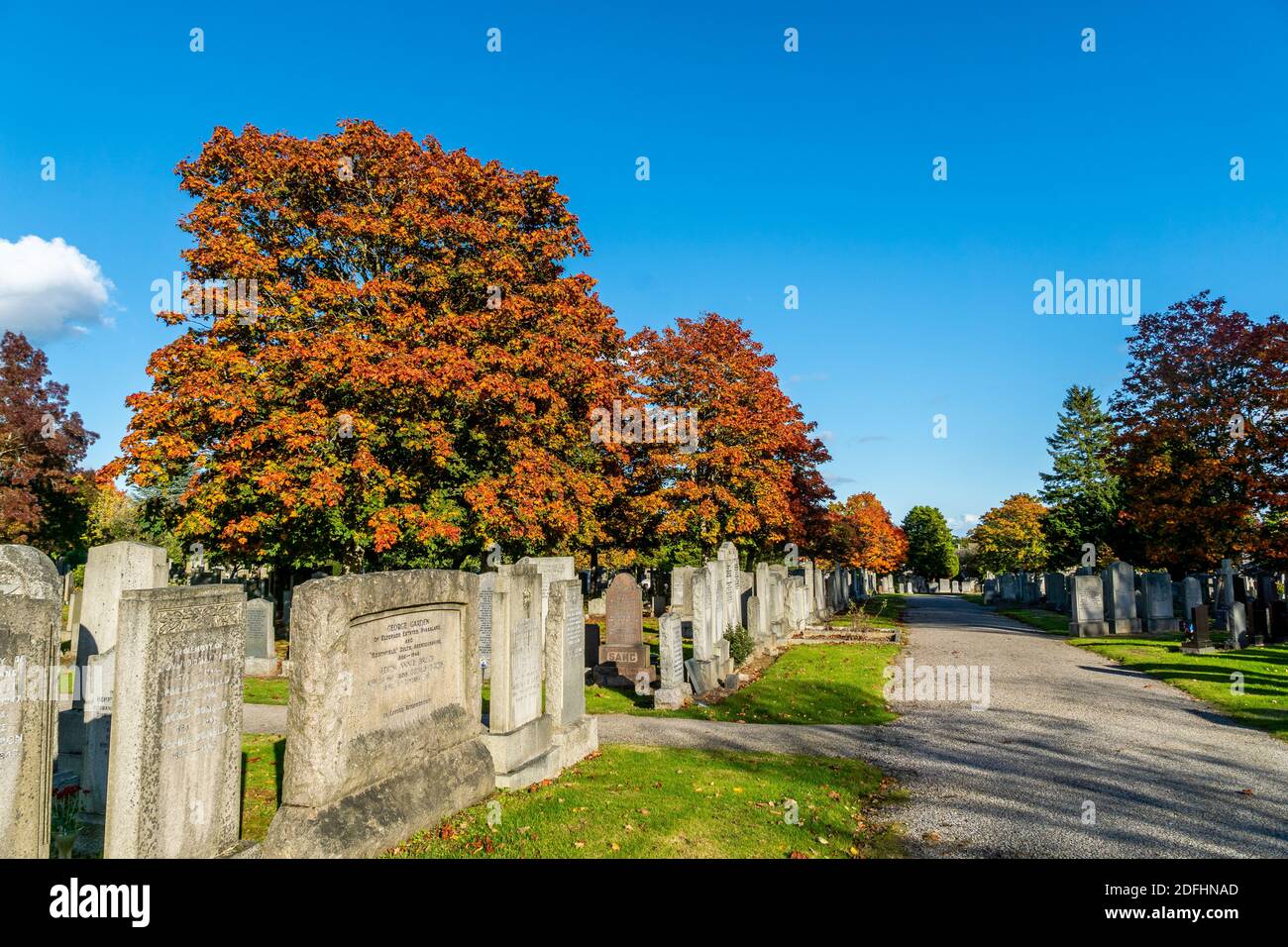 Sugar maple tree branches hi-res stock photography and images - Alamy