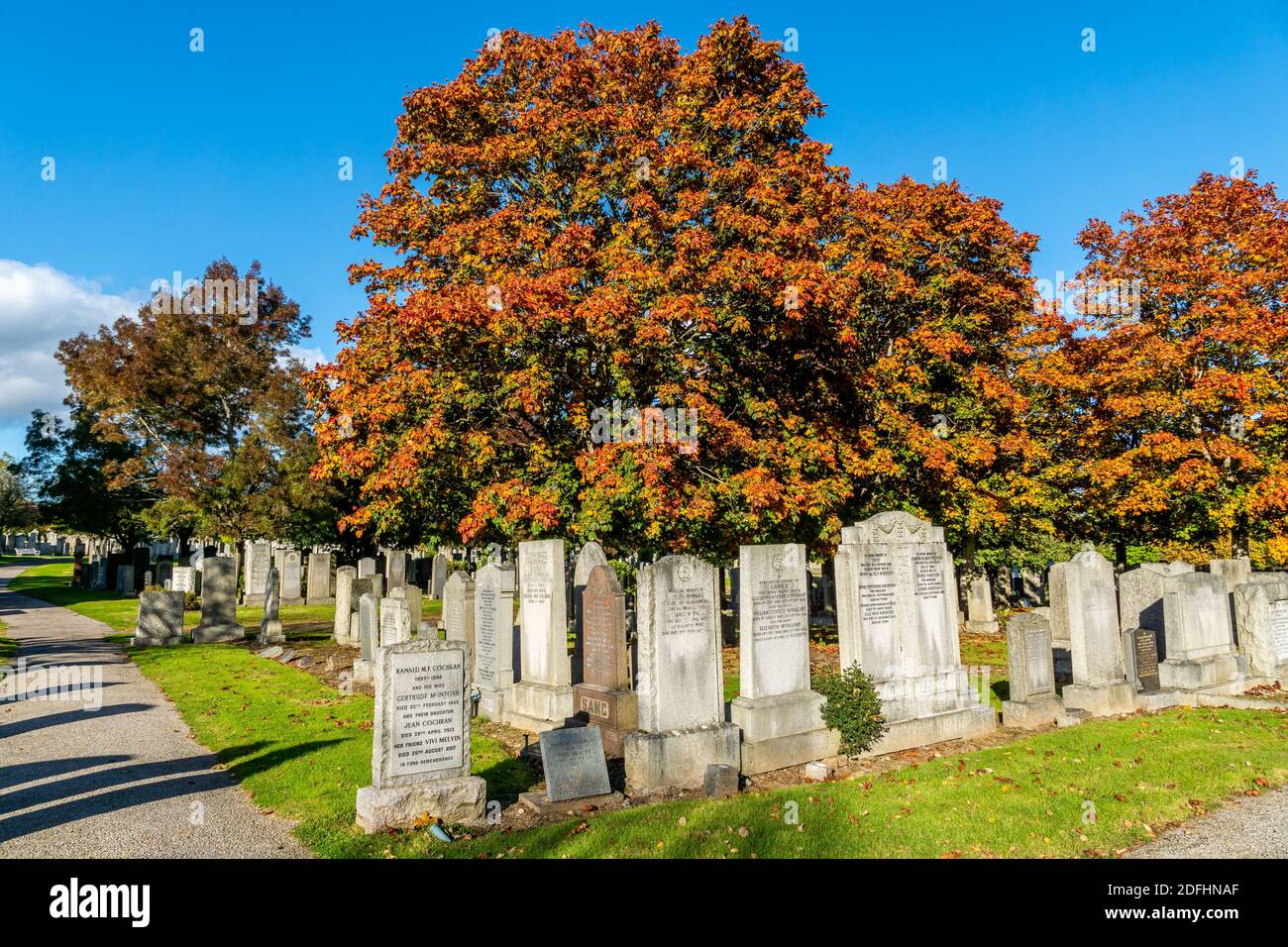 Sugar Maple Tree Branches High Resolution Stock Photography and Images ...