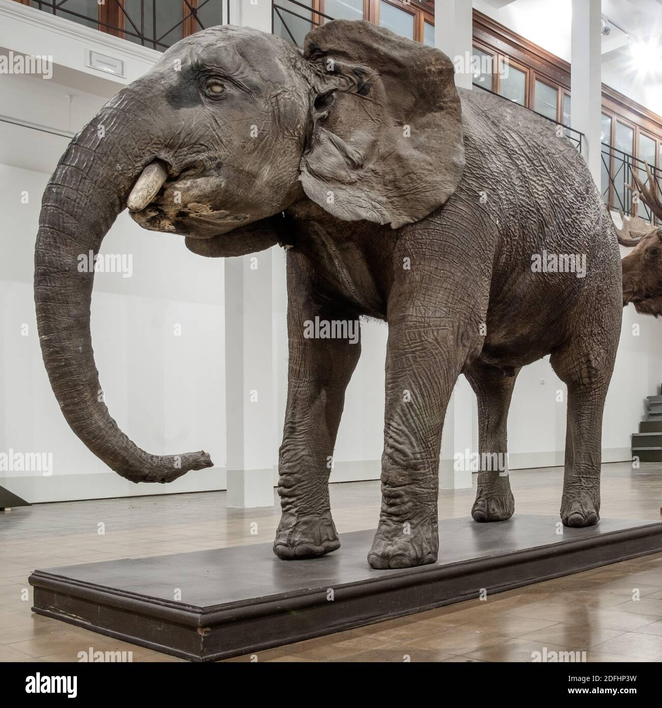 Stuffed specimen hi-res stock photography and images - Alamy