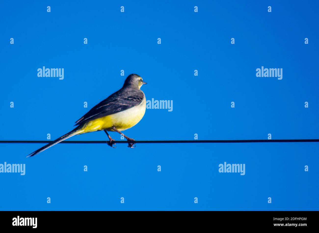 yellow dove bird Stock Photo Alamy