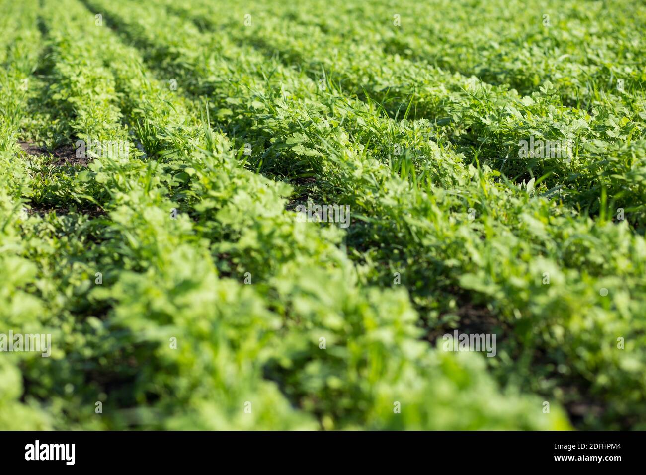 Soybean field weed hires stock photography and images Alamy