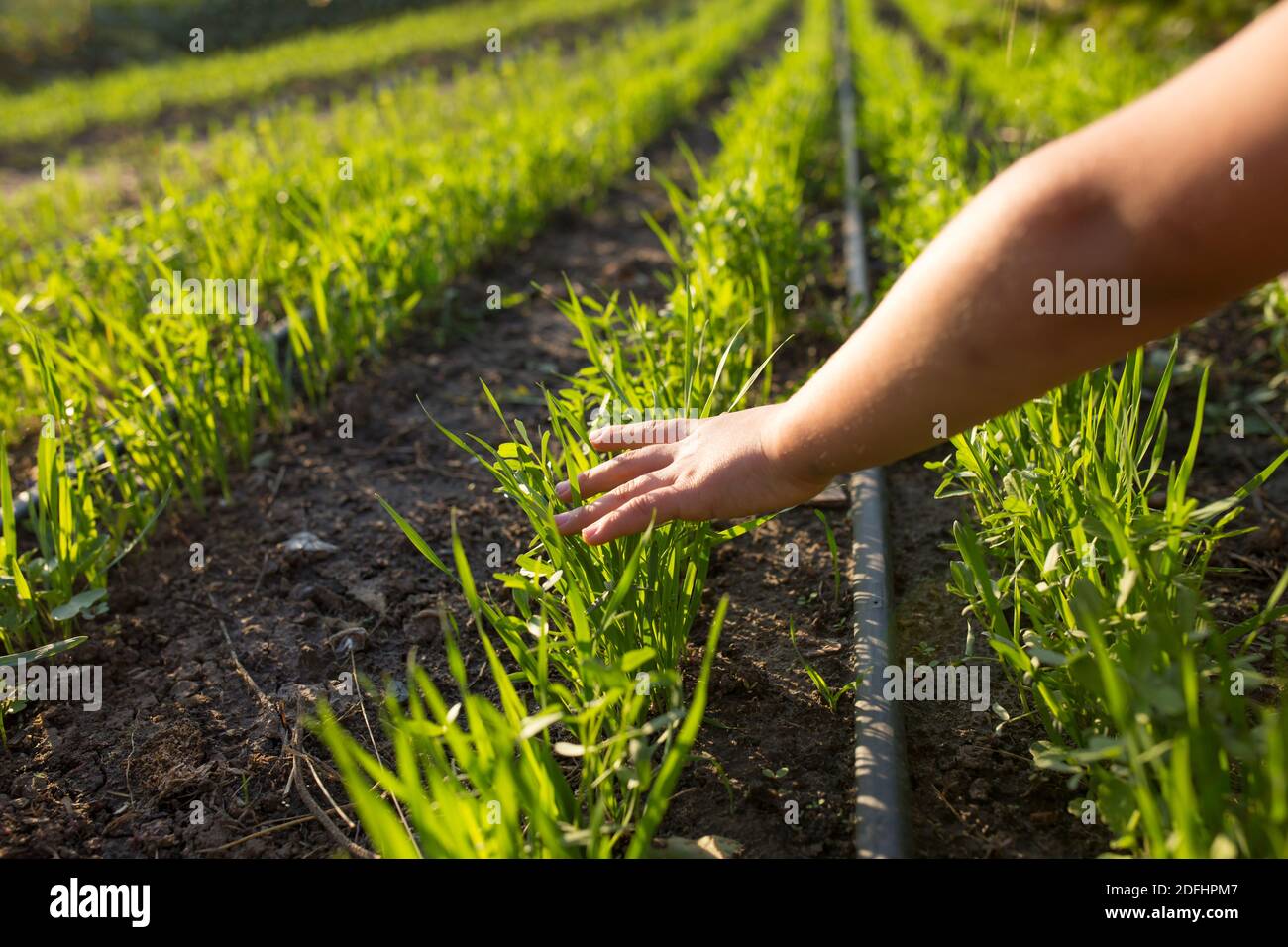 Young hand touching a plants on a field. Carring about future harvest. Using drip irrigation on a field. Stock Photo