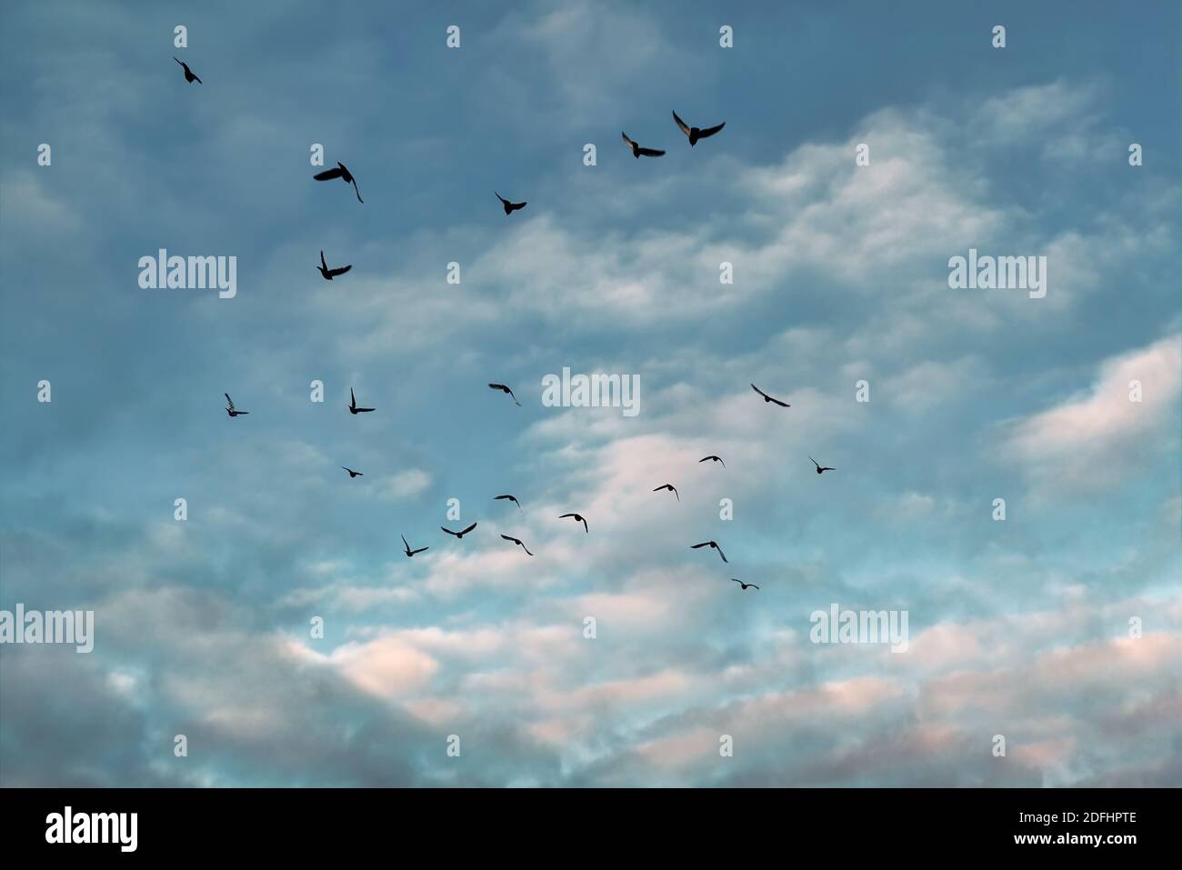 A flock of birds flying in the blue sky with white clouds. Many flying ...