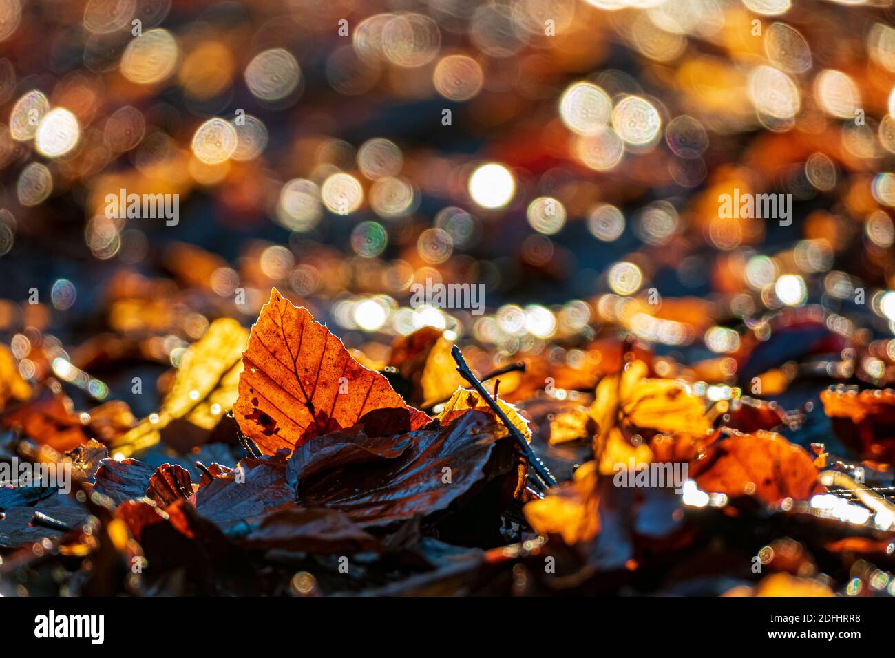 Autumn leaves Stock Photo