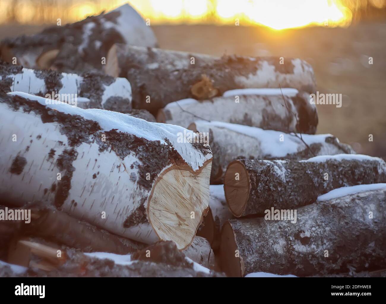 Pile logs after forest felling hi-res stock photography and images - Alamy