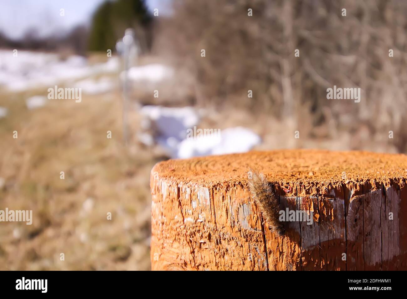 Fluffy caterpillar crawling on pole outdoors in spring day Stock Photo