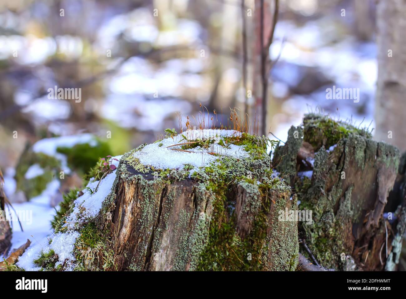 Melting snow surface on tree stump in sunlight in spring forest Stock Photo