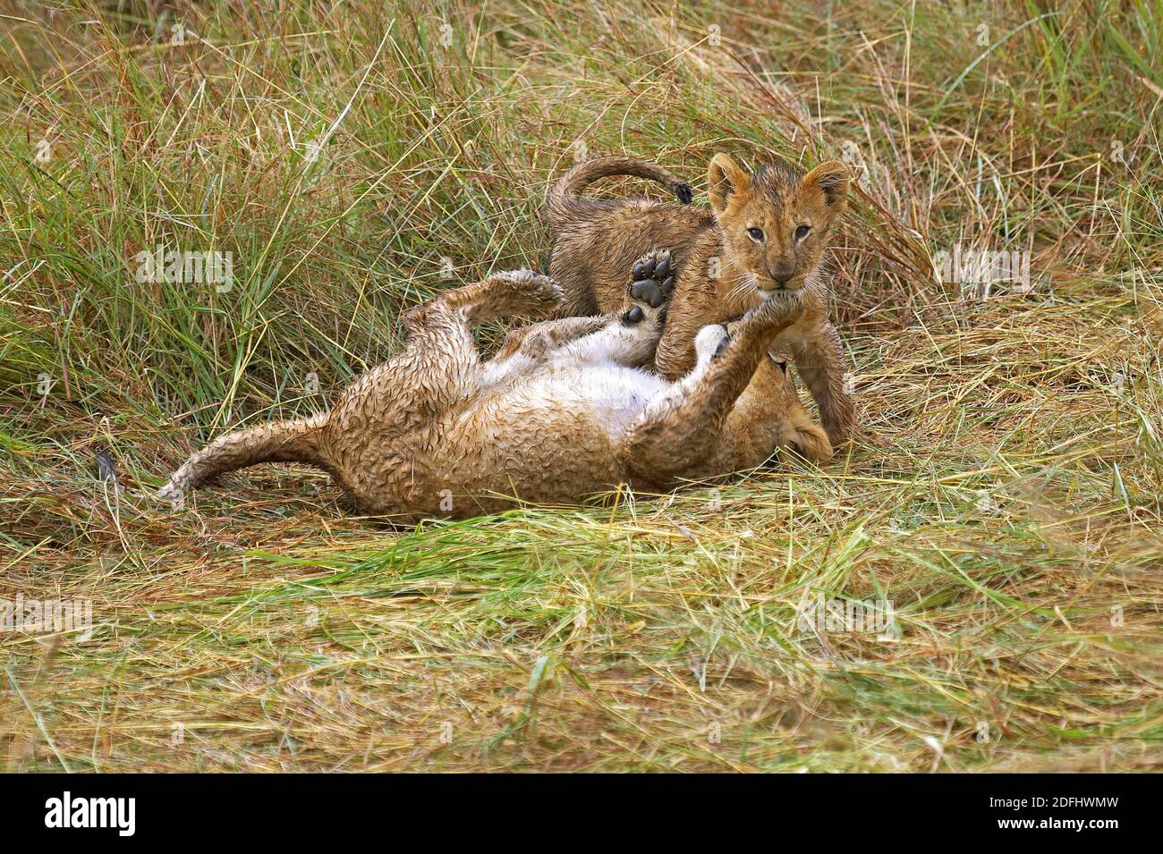 African Lion, panthera leo, Cub playing, Masai Mara Park in Kenya Stock ...