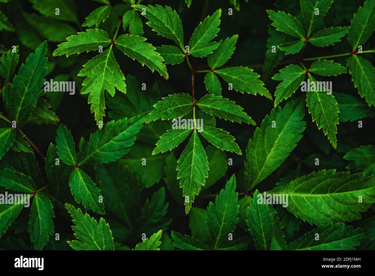 Dark green leaves of Japanese astilbe (Astilbe japonica) at night, view from above Stock Photo