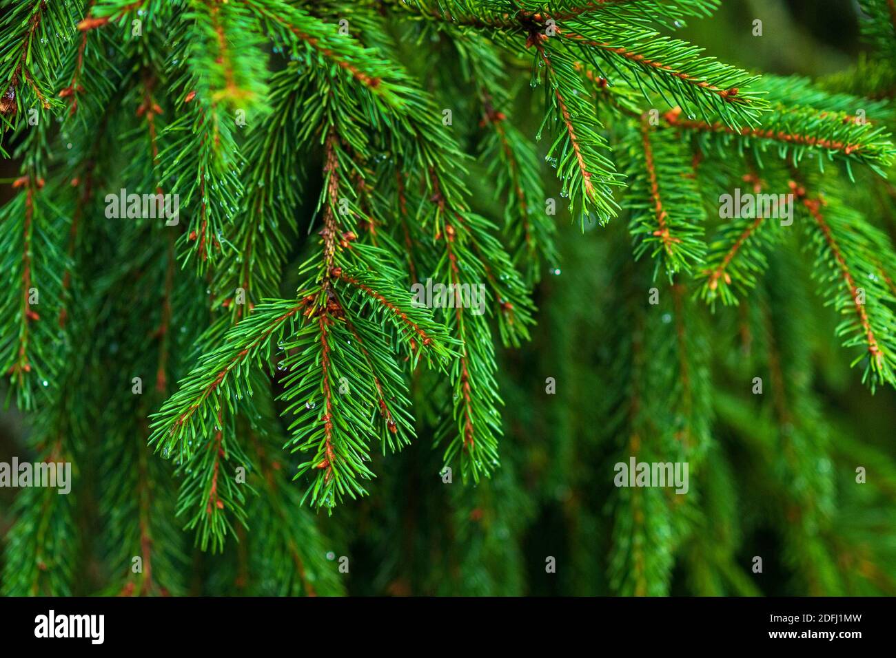 Spruce branches closeup (Caucasian Spruce, Oriental Spruce), green conifer tree twigs Stock Photo