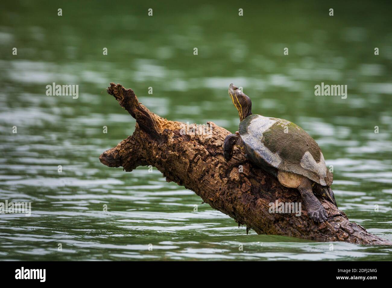 Slider Turtle, Chrysemys ornata, on a log in Gatun lake, Colon province, Republic of Panama. Stock Photo