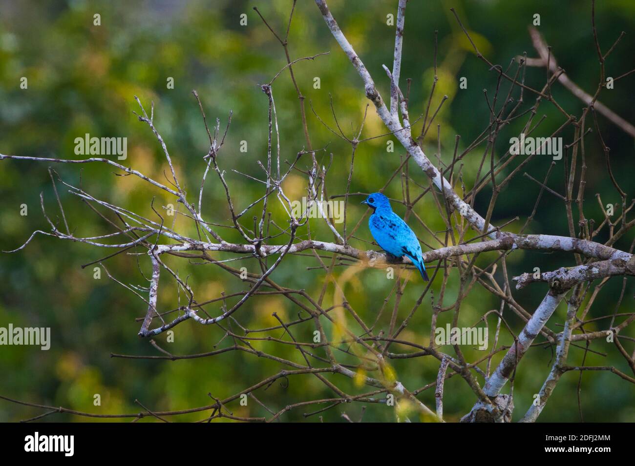 Blue cotinga, Cotinga nattererii, in the rainforest of Soberania national park, Colon province, Republic of Panama. Stock Photo