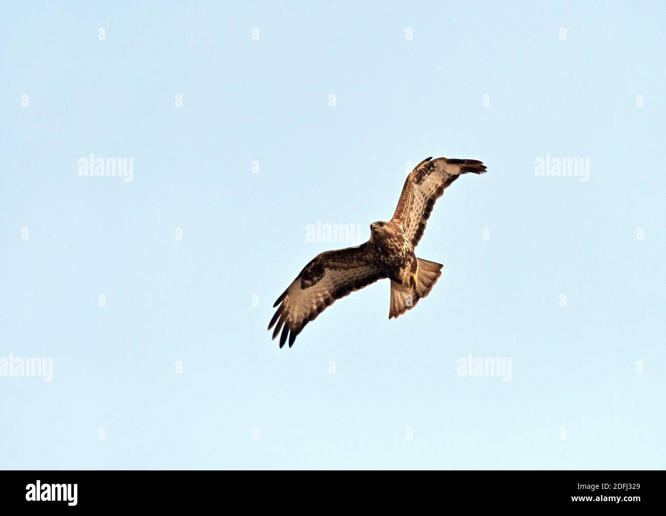 Common buzzard, Buteo buteo flying Stock Photo