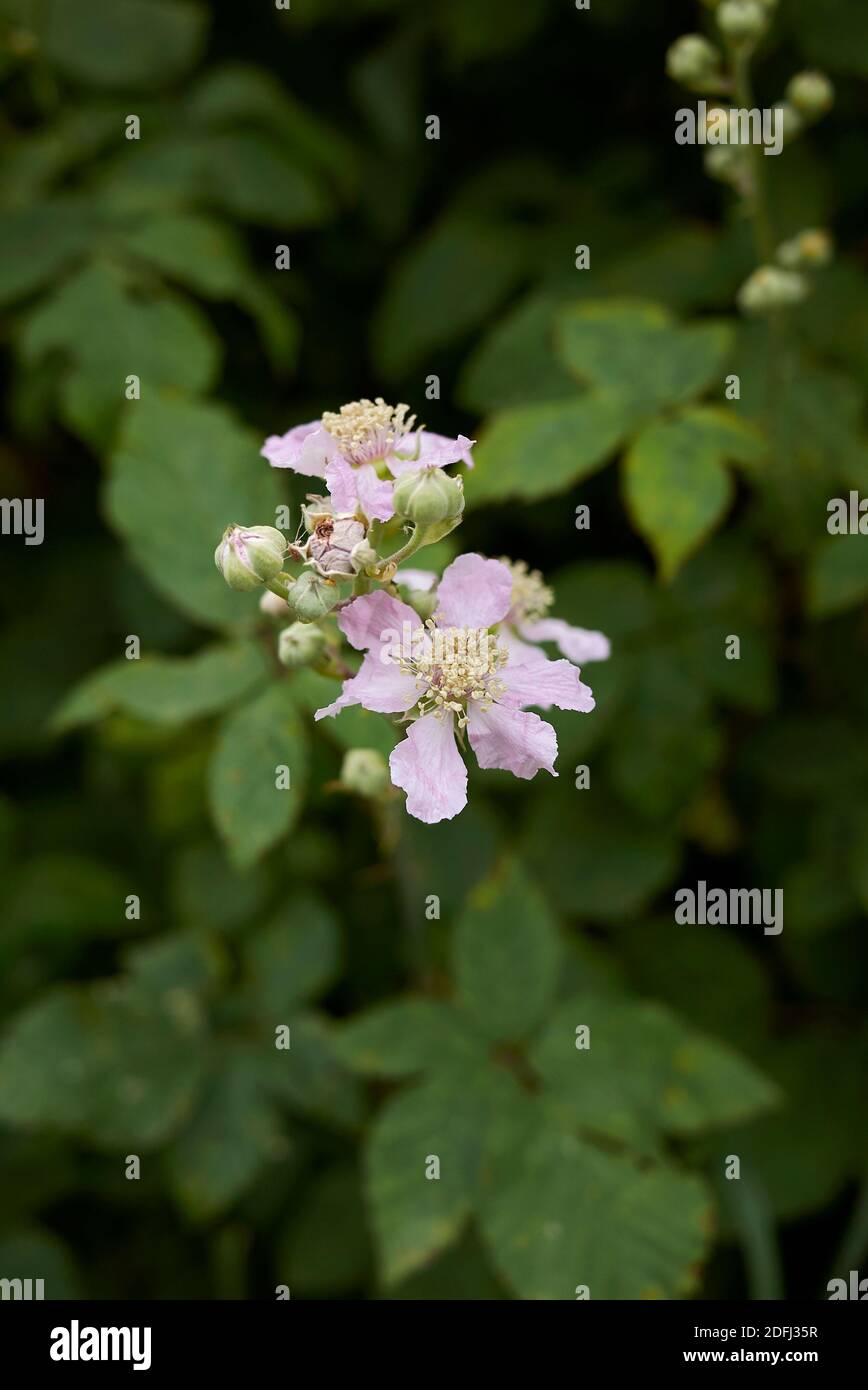 Rubus ulmifolius flower hi-res stock photography and images - Alamy