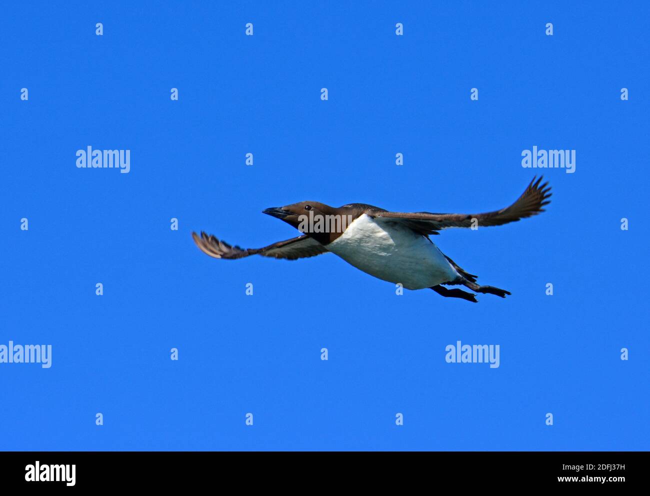 Common murre flying Stock Photo