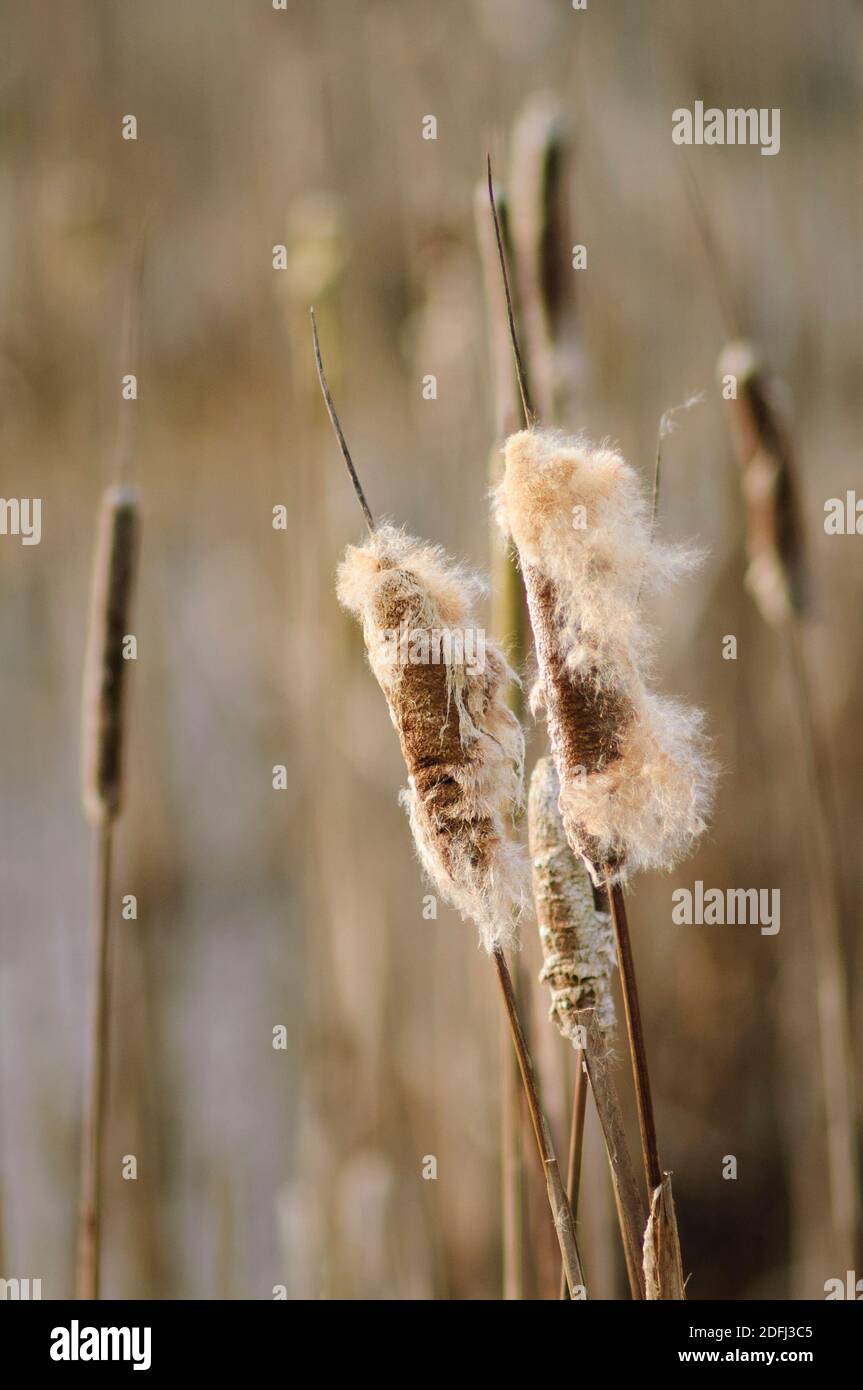 Cattails hi-res stock photography and images - Alamy