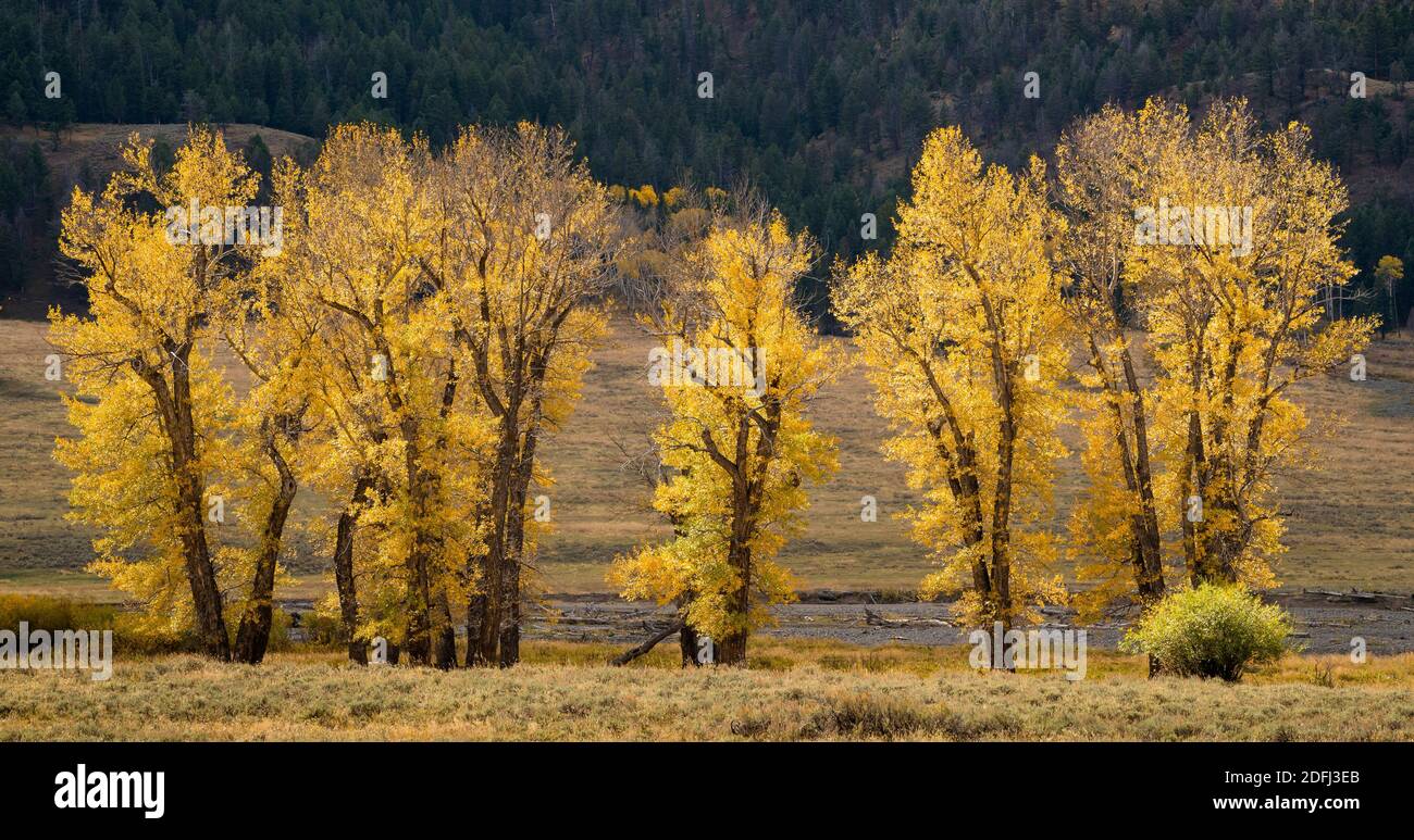 Cottonwood trees autumn hires stock photography and images Alamy