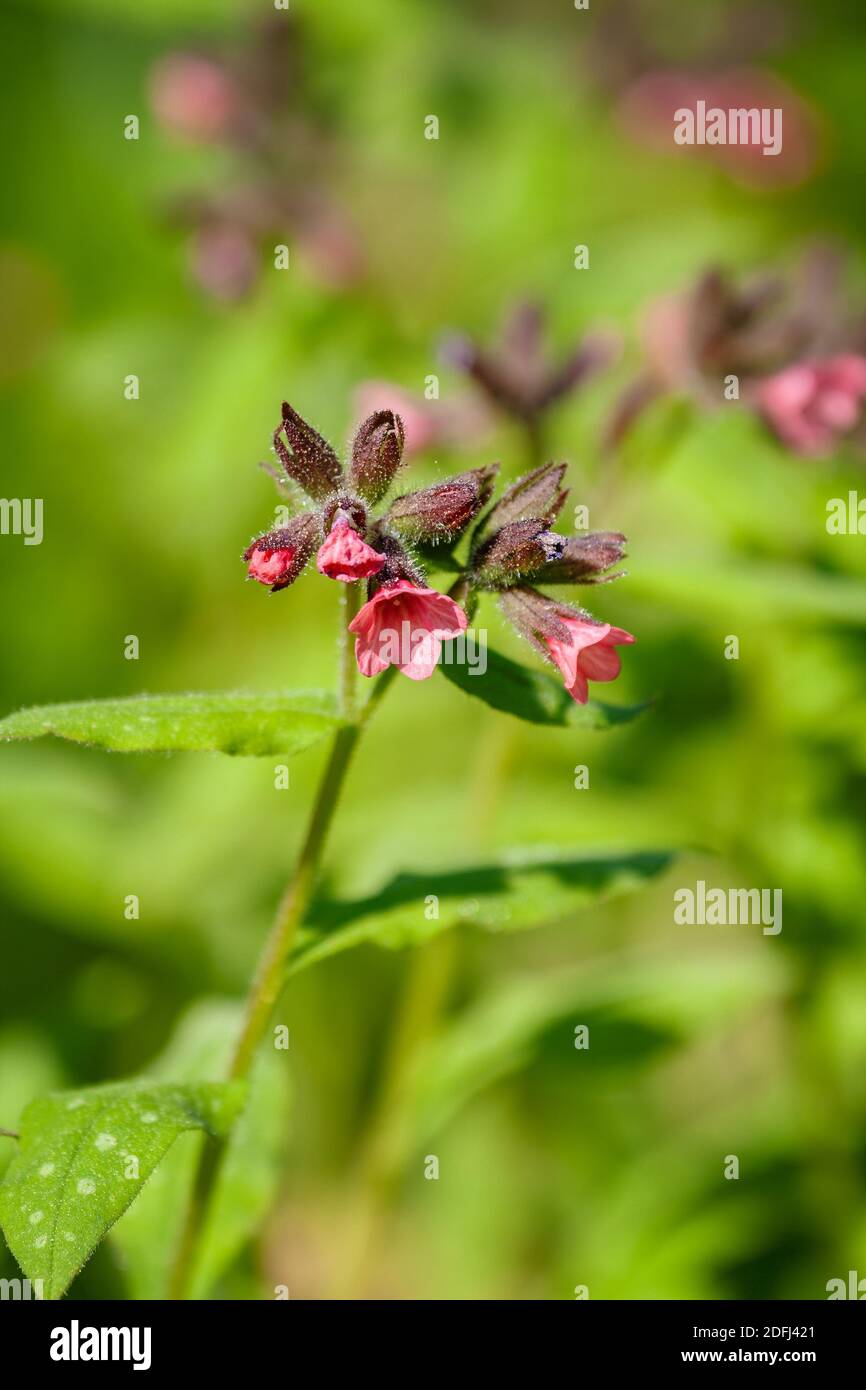 Pink flowers of lungwort or Pulmonaria officinalis close up Stock Photo