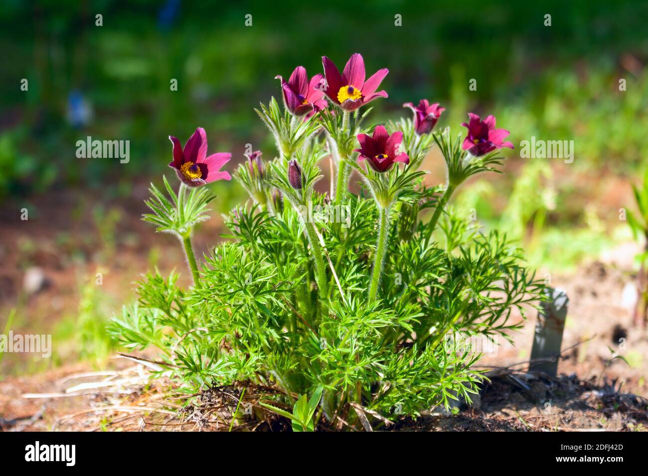 Beautiful purple pasqueflower or Pulsatilla flower Stock Photo