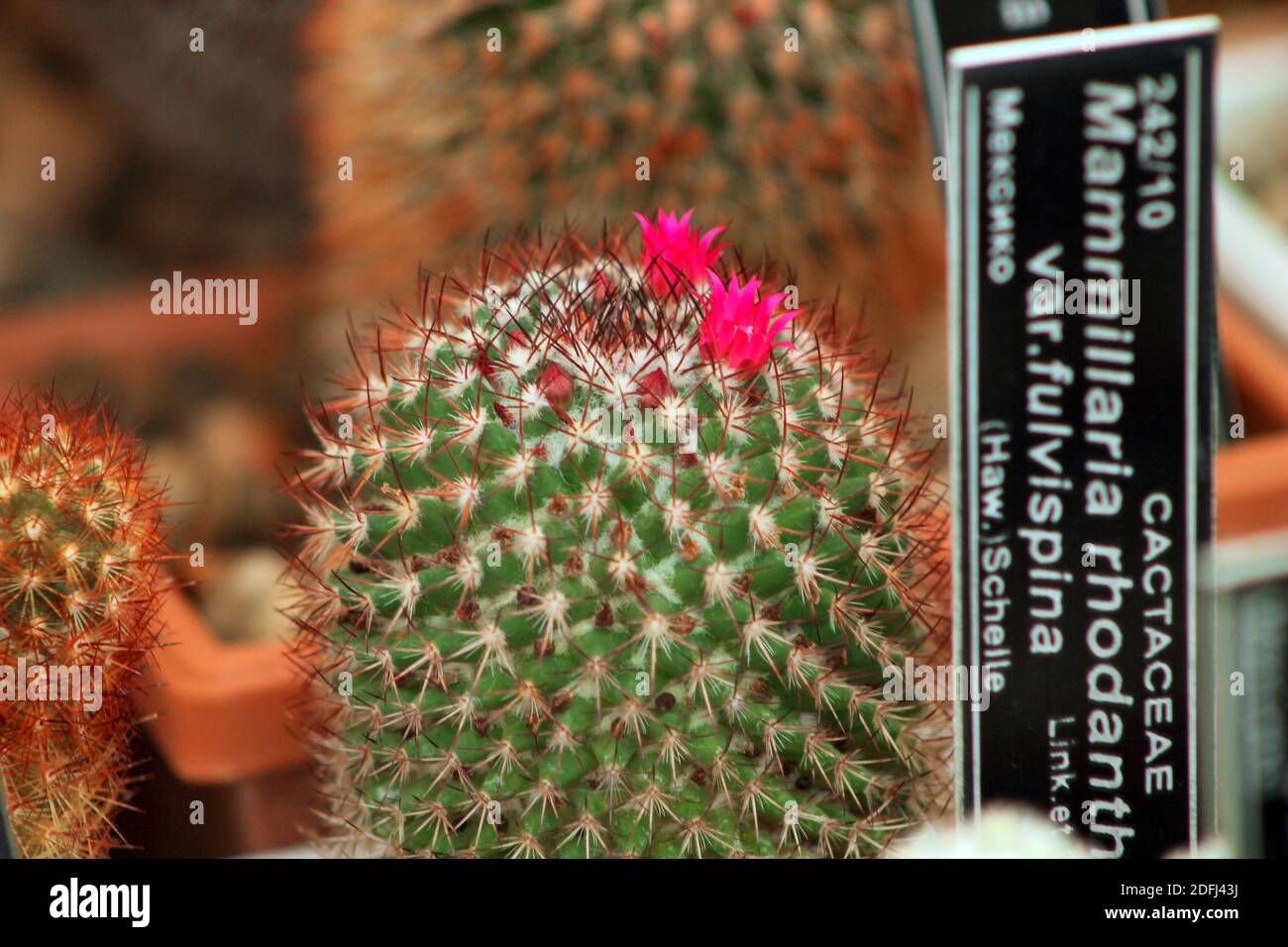 A closeup of a small Mammillaria rhodantha plant with sharp spikes in a pot Stock Photo