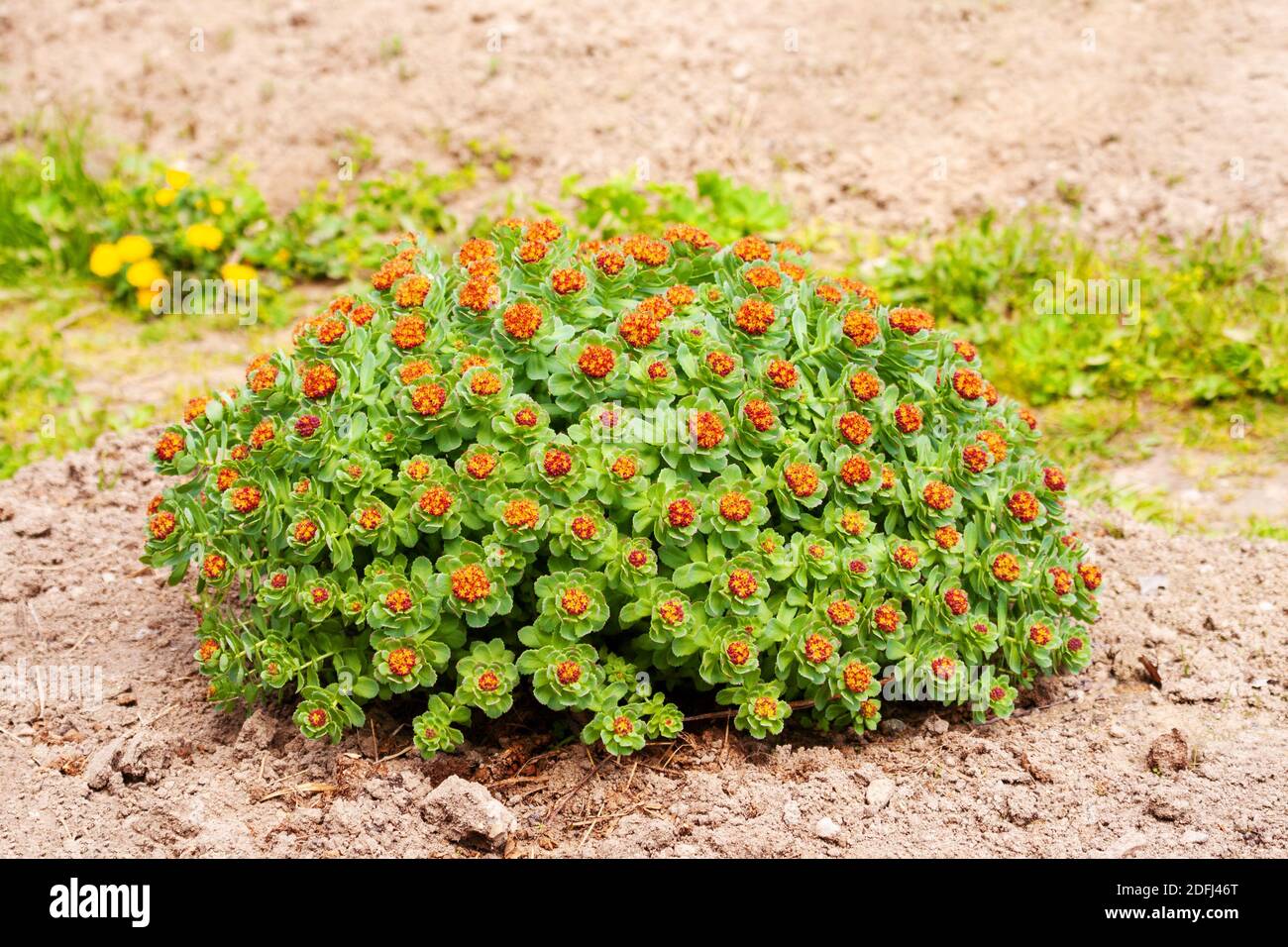 Rhodiola bush with red flowers Stock Photo