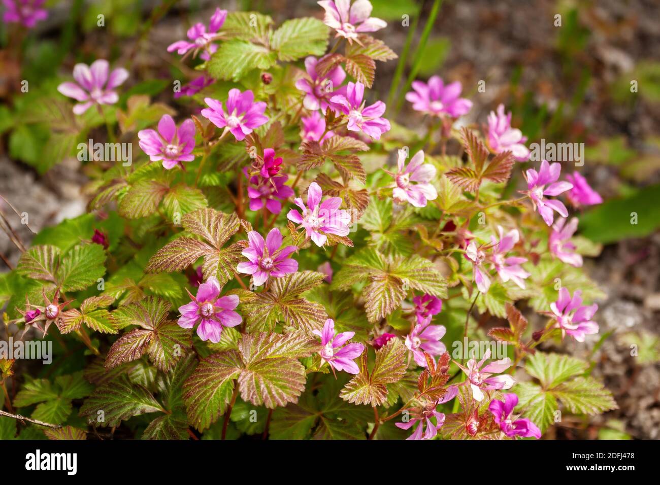 Blooming arctic raspberry or Rubus arcticus, grows in northern forests and tundra Stock Photo
