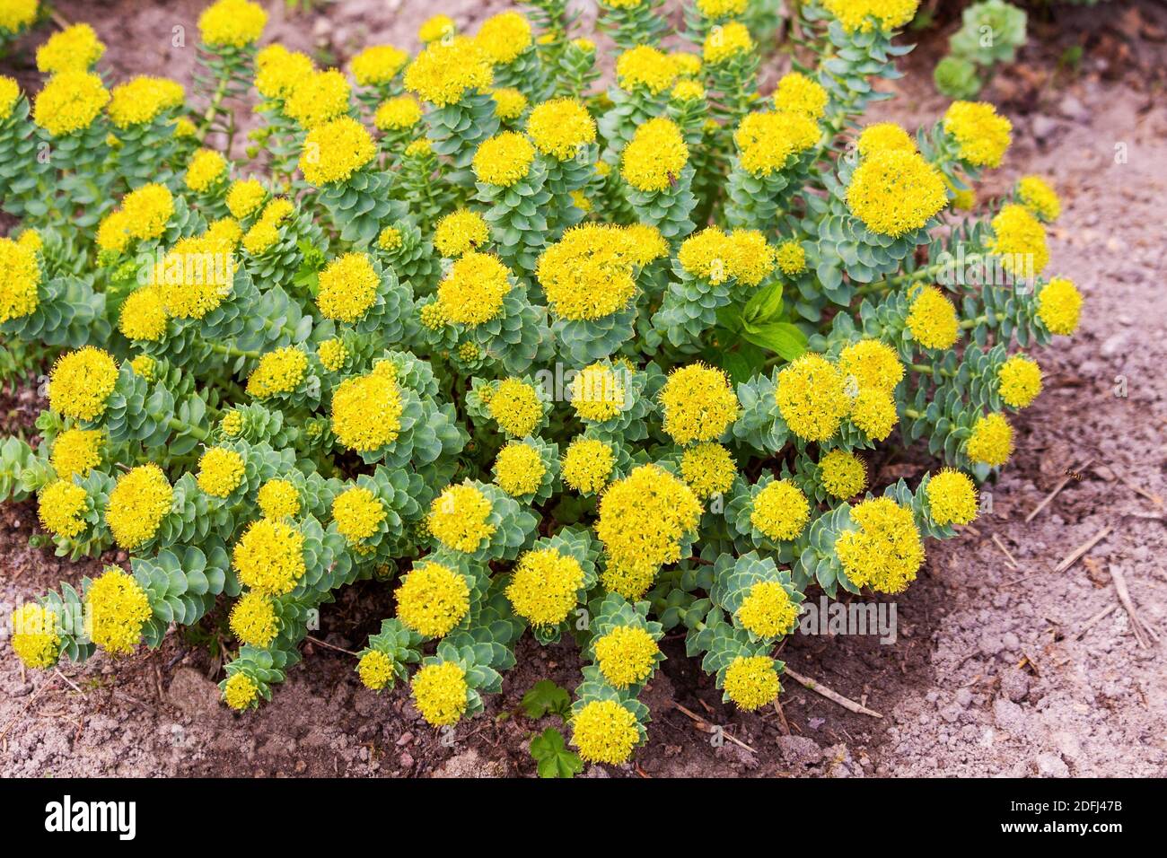 Blossoming yellow Rhodiola rosea or golden root, medicinal plant Stock Photo