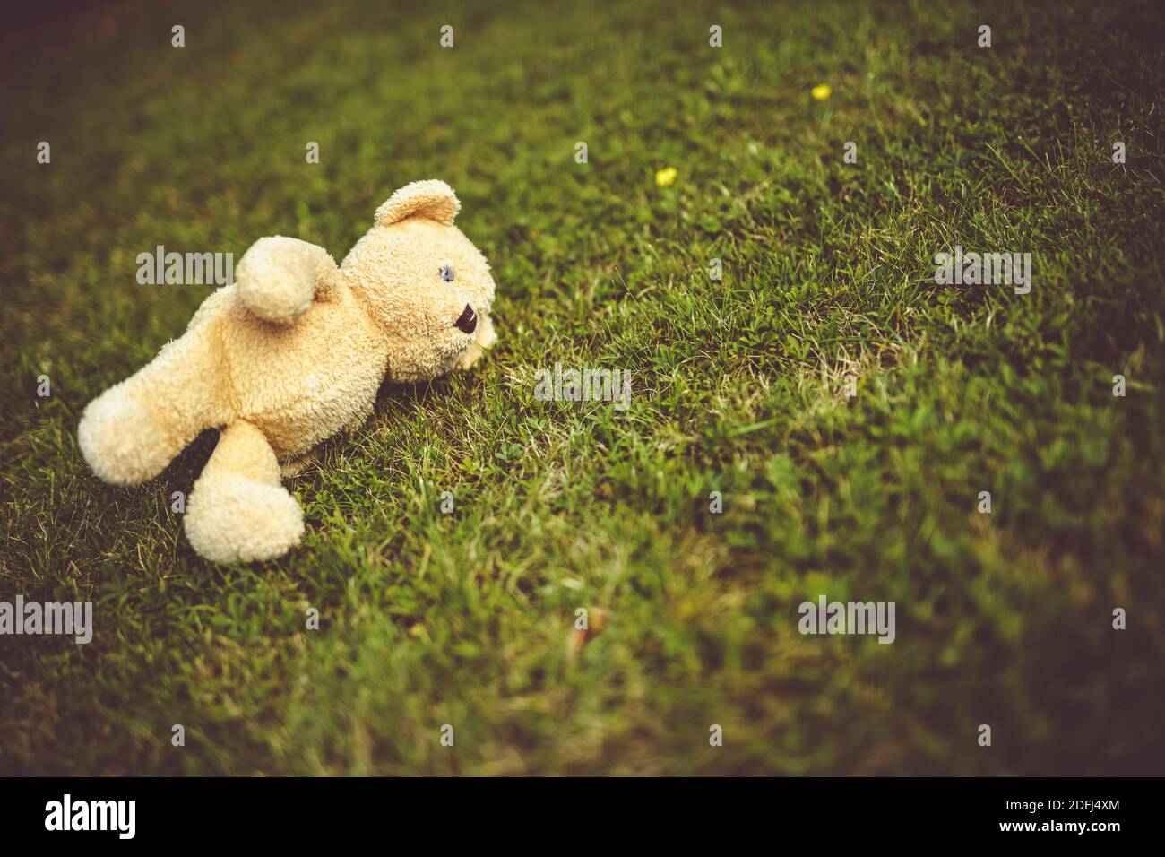 Teddy Bear Lying On The Lawn, Childhood Trauma Stock Photo