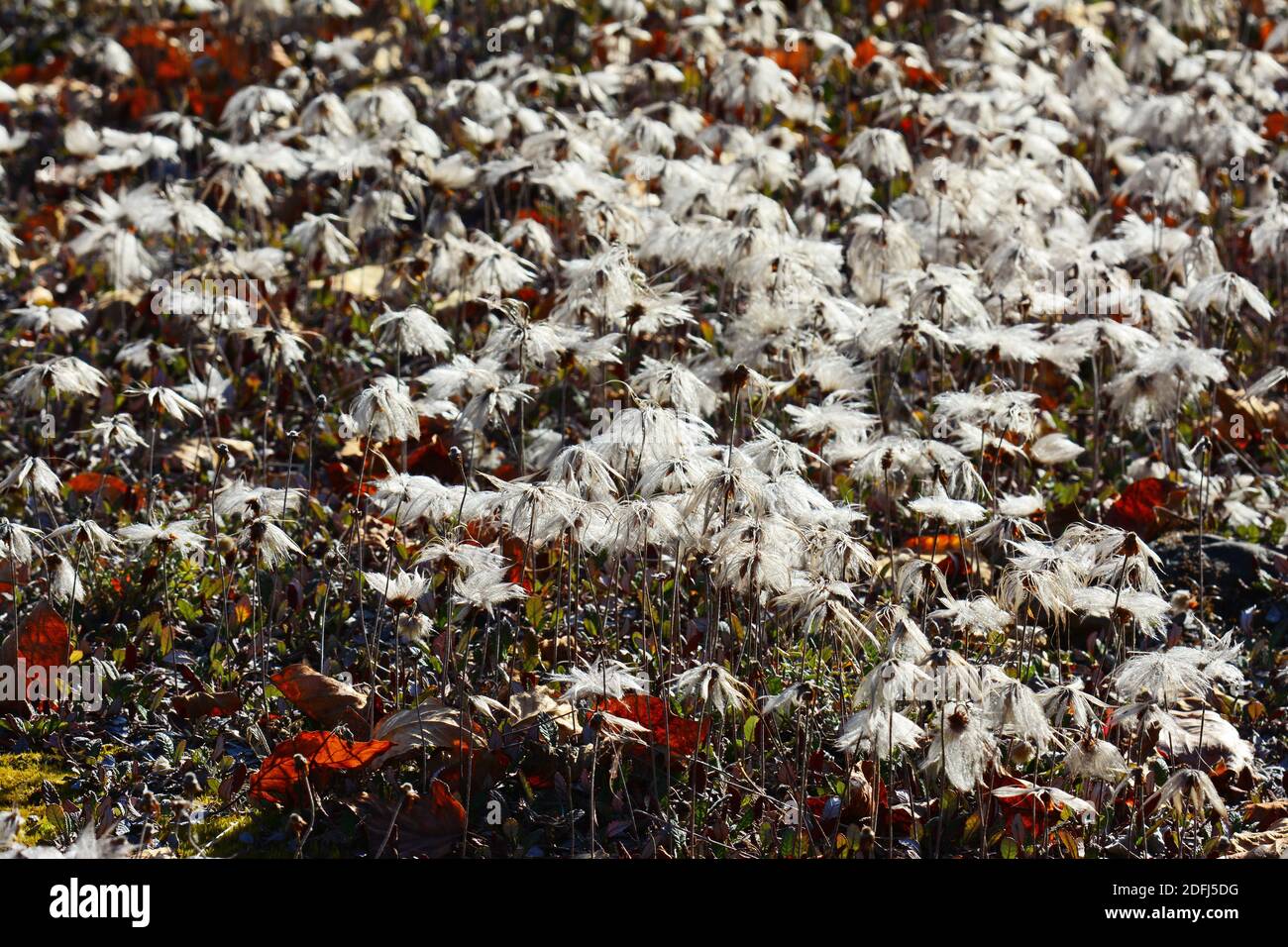 White cotton-grass (Eriphorum scheuchzeri) growing in Alaska Stock Photo