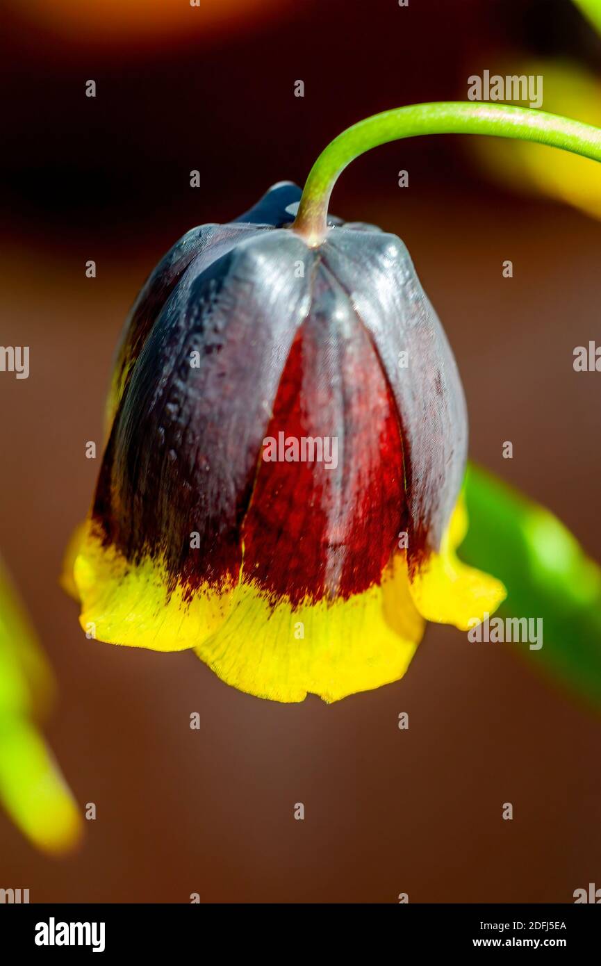 Fritillaria Michailovskyi commonly known as Fritillaria Michailovski a common spring flower bulbous fritillary flowering plant, stock photo image Stock Photo