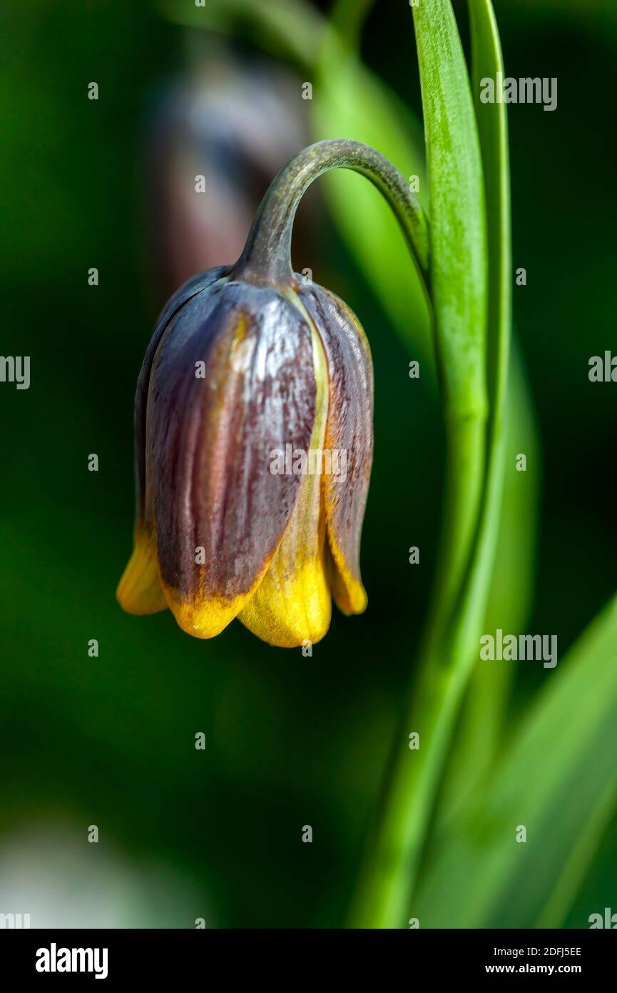 Fritillaria uva vulpis commonly known as Fox's grape fritillary a common spring flower bulbous flowering plant, stock photo image Stock Photo