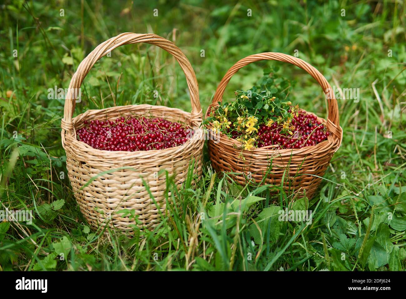 two wicker baskets full of red currant berries and a bunch of St. John's wort flowers stand in the grass Stock Photo