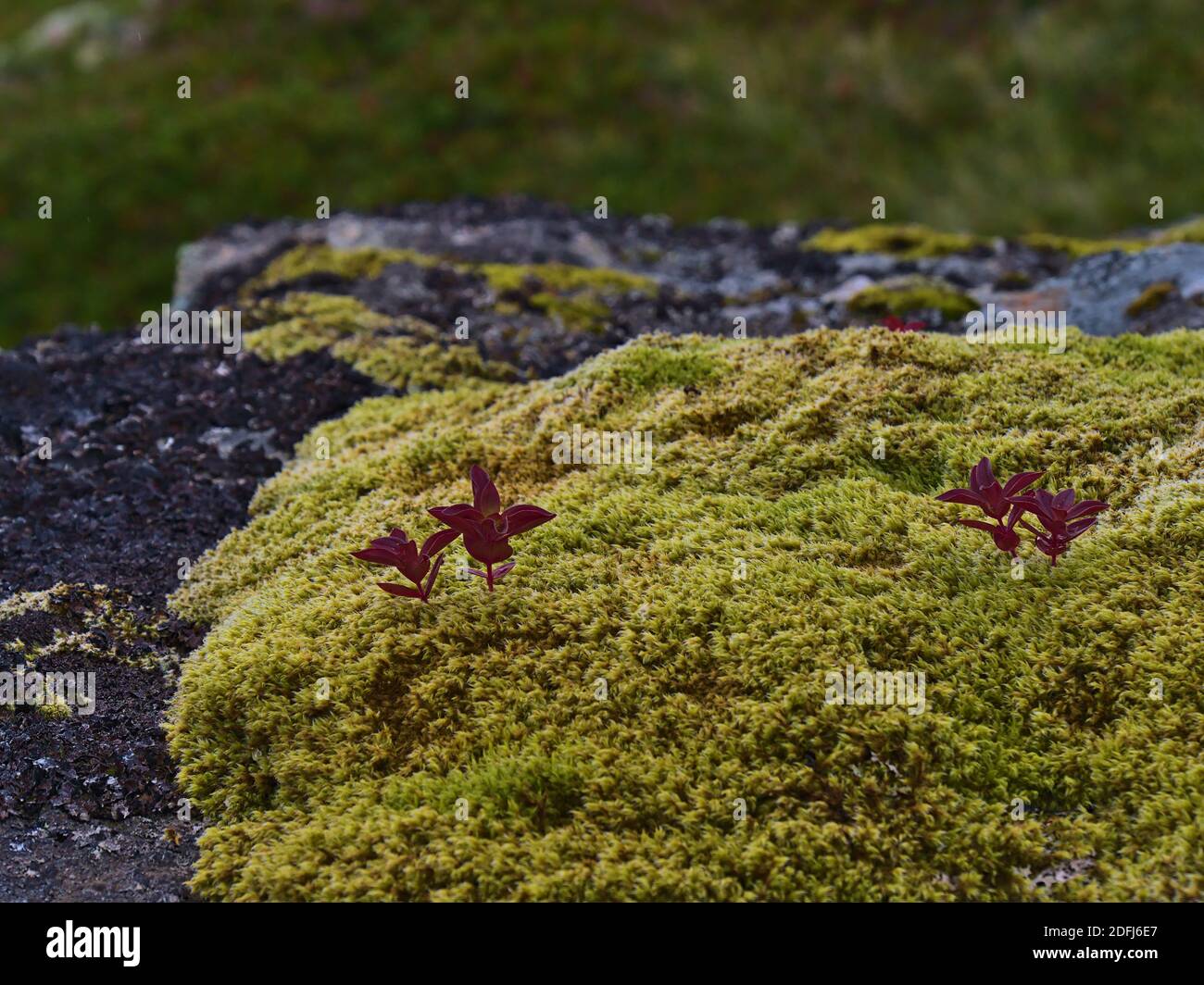 Closeup view of mountain flora of green colored moss and small plant with dark red leaves on a rock on Moskenesøy island, Lofoten, Norway. Stock Photo