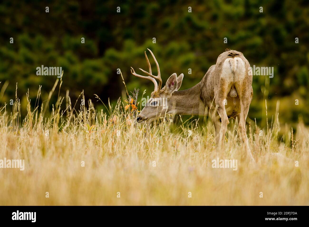 Mule Deer buck (Odocoileus hemionus) , tagged Stock Photo