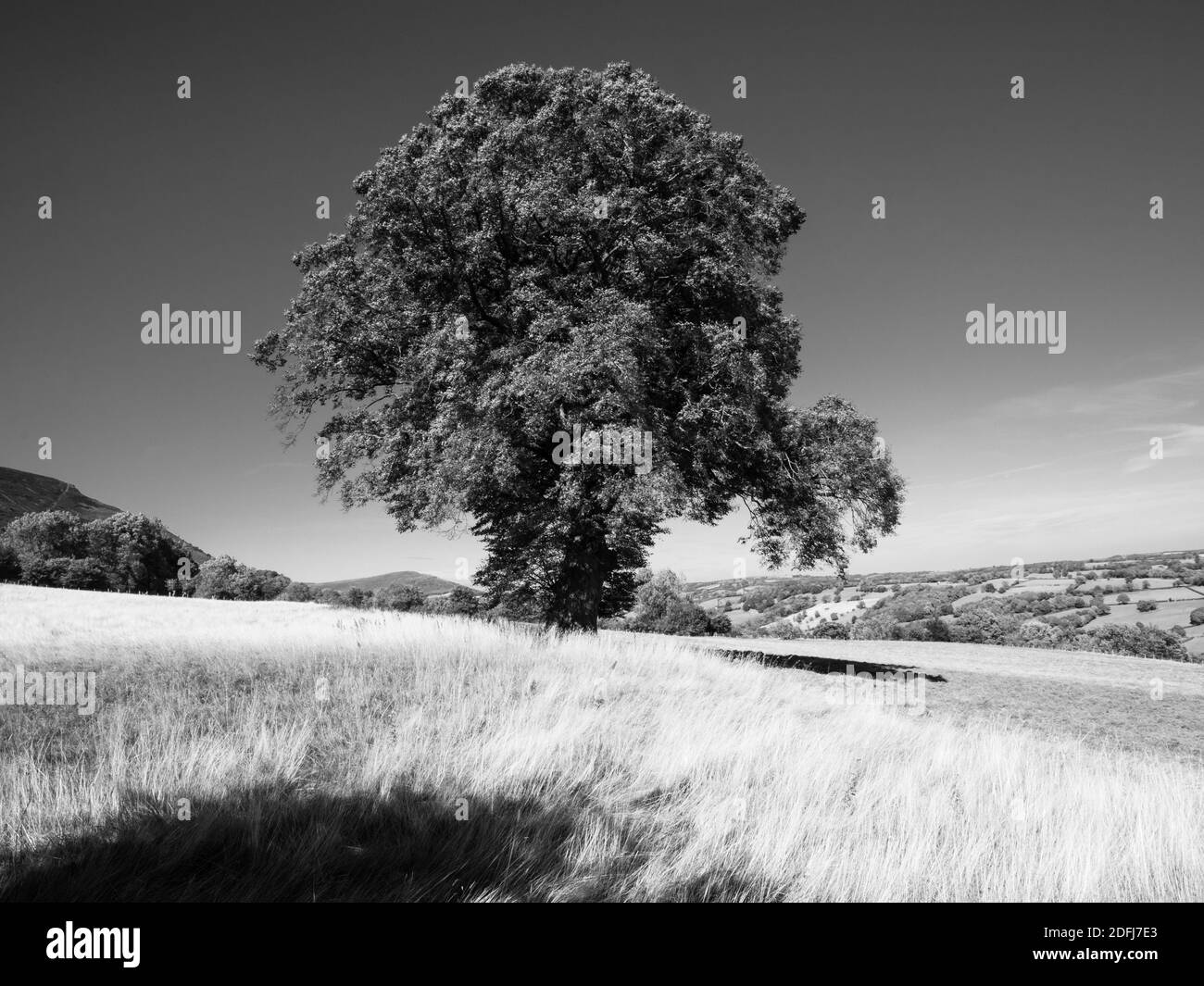 A single mature oak tree in a meadow below Offas Dyke near Longtown Stock Photo