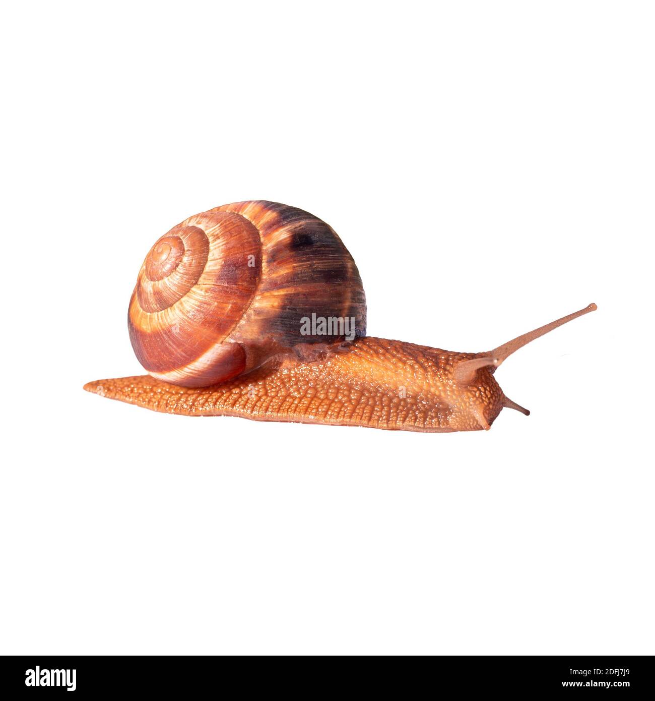 A grape brown snail with a large shell is crawling. Isolated image for print, face cream. Healing snail mucin. Stock Photo
